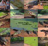 The Malcolm Douglas Crocodile Park - Accommodation Southport