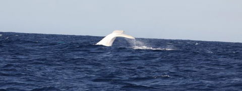 Australian Whale Watching - Southport Accommodation 0