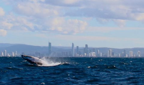 Australian Whale Watching - Southport Accommodation 1