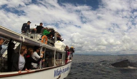Australian Whale Watching - Southport Accommodation 2