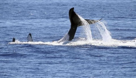 Australian Whale Watching - Southport Accommodation 3