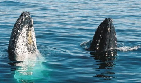 Australian Whale Watching - Southport Accommodation 4