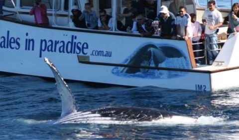 Australian Whale Watching - Southport Accommodation 5