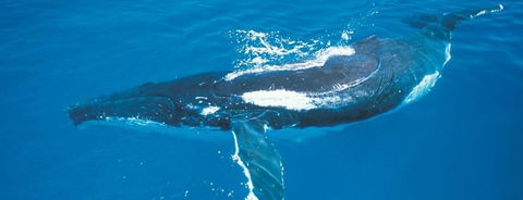 Australian Whale Watching - Southport Accommodation 6