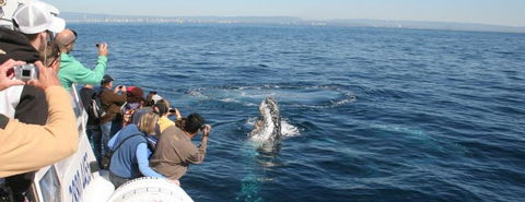 Australian Whale Watching - Southport Accommodation 7