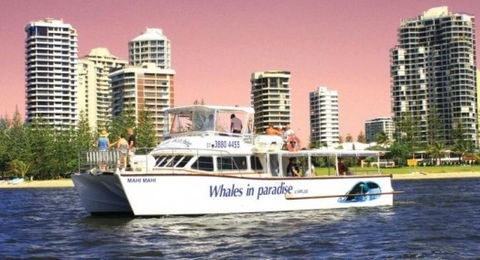 Australian Whale Watching - Southport Accommodation 8
