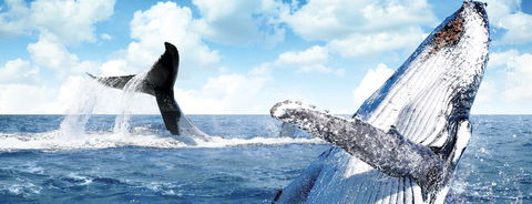 Australian Whale Watching - Southport Accommodation 11