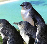 Rockingham Wild Encounters - Southport Accommodation