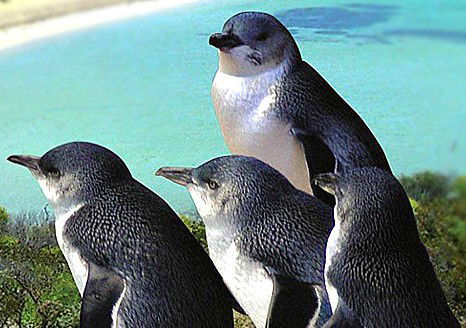 Rockingham Wild Encounters - Accommodation Southport 0