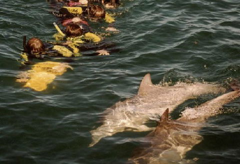 Rockingham Wild Encounters - Accommodation Southport 2