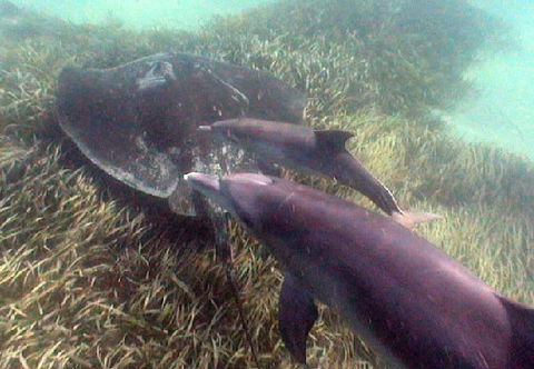 Rockingham Wild Encounters - Accommodation Southport 3