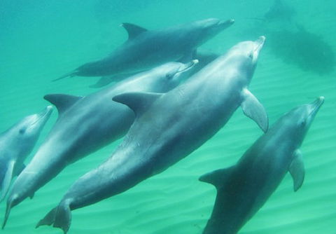 Rockingham Wild Encounters - Accommodation Southport 4