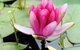 The Lotus Day Spa And Retreat - thumb 0