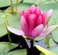 The Lotus Day Spa and Retreat - Accommodation Southport