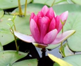 The Lotus Day Spa And Retreat - Southport Accommodation 0