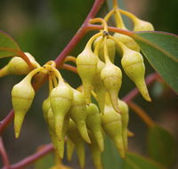 Mount Short Scenic Drive - Accommodation Southport