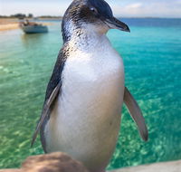 Penguin Island - Southport Accommodation
