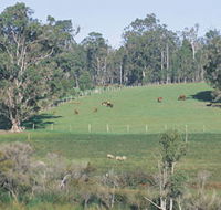Scenic Drives - Bunbury Collie Donnybrook - Accommodation Southport