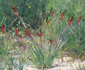 Kalbarri Wildflower Centre - Accommodation Southport 0
