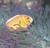 Rowley Shoals - Accommodation Southport