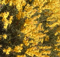 Dalwallinu Remnant Bushland - Accommodation Southport