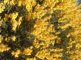 Dalwallinu Remnant Bushland - Accommodation Southport 0