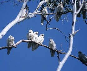 Carawine Gorge - Accommodation Southport 0