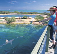 Shark Bay Marine Park - Southport Accommodation