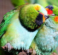 Rainbow Jungle - The Australian Parrot Breeding Centre - Accommodation Southport