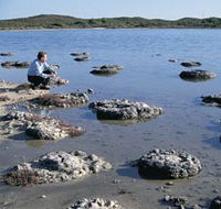 Lake Thetis Stromatolites - Accommodation Southport