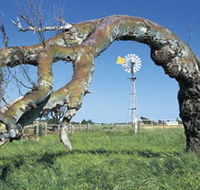 Greenough Leaning Trees - Accommodation Southport