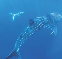 Ningaloo Marine Park - Accommodation Southport