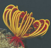 Lighthouse Bay - Accommodation Southport