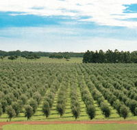 Fini Olives - Accommodation Southport