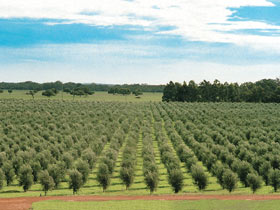 Fini Olives - Southport Accommodation 0