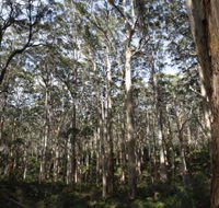 Boranup Karri Forest - Accommodation Southport