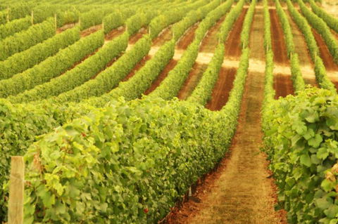 Xanadu Wines - Southport Accommodation 0