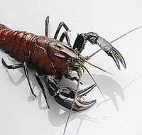 Andermel Marron - Accommodation Southport