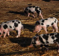 Will's Rare Breeds Farm - Accommodation Southport