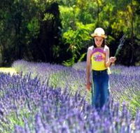 Brayfield Park Lavender Farm - Southport Accommodation