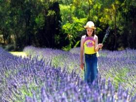 Brayfield Park Lavender Farm - Southport Accommodation 0