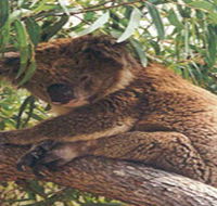 Mikkira Station - Accommodation Southport