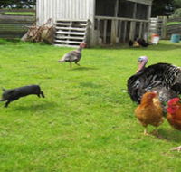 Echo Farm - Southport Accommodation