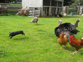 Echo Farm - Accommodation Southport 0