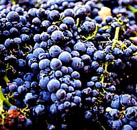 Laurel Bank Vineyard - Southport Accommodation