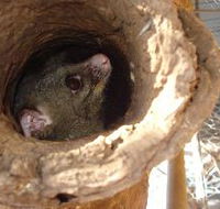 Mulga Sanctuary and Wildlife Park - Southport Accommodation