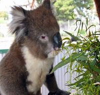 Glen-Forest Tourist Park - Accommodation Southport