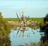 Bool Lagoon Game Reserve and Hacks Lagoon Conservation Park - Southport Accommodation
