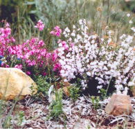 Stokes Bay Bush Garden - Accommodation Southport