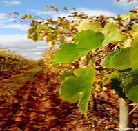 Mirabella Vineyards - Southport Accommodation